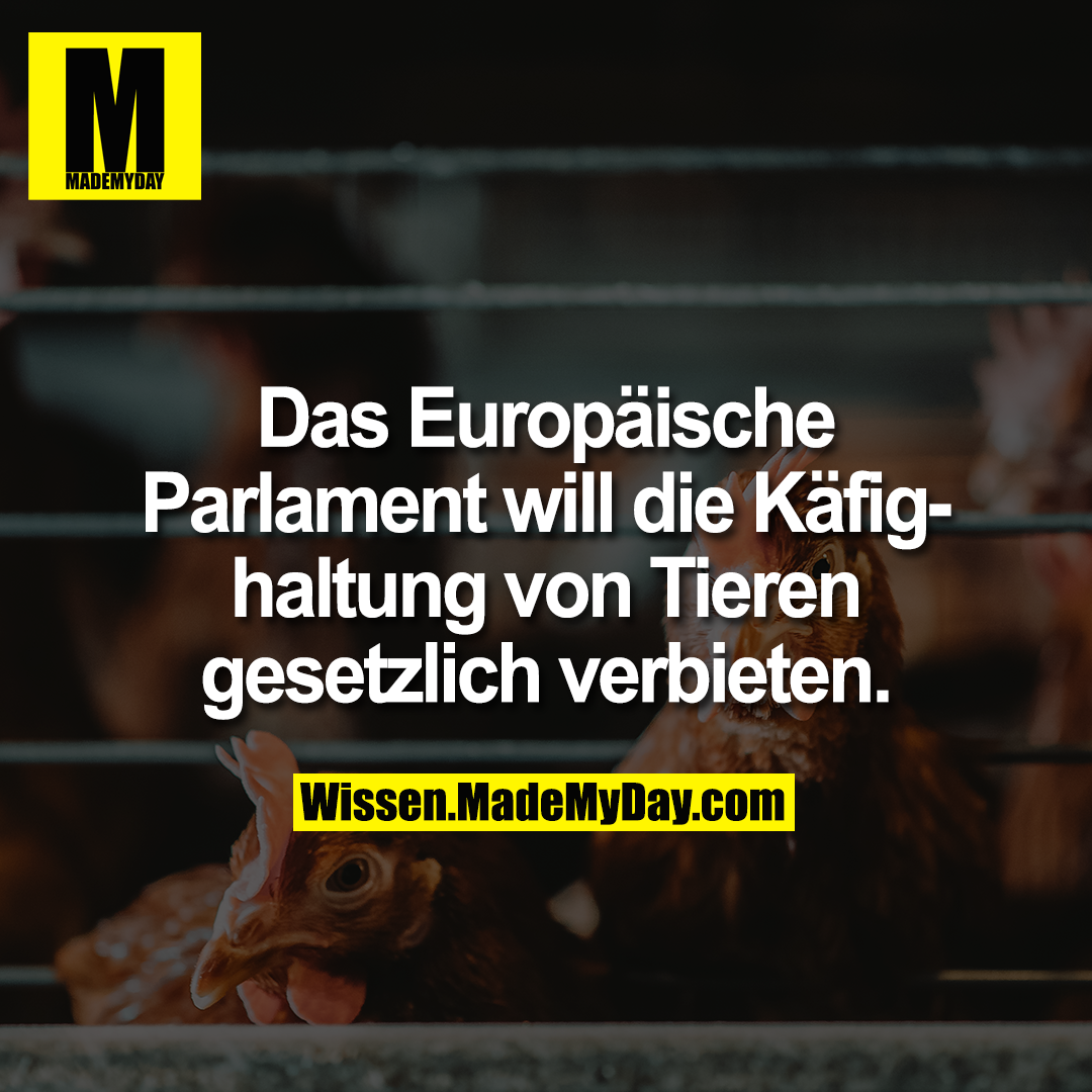Das Europäische Parlament will die Käfighaltung von Tieren gesetzlich verbieten.