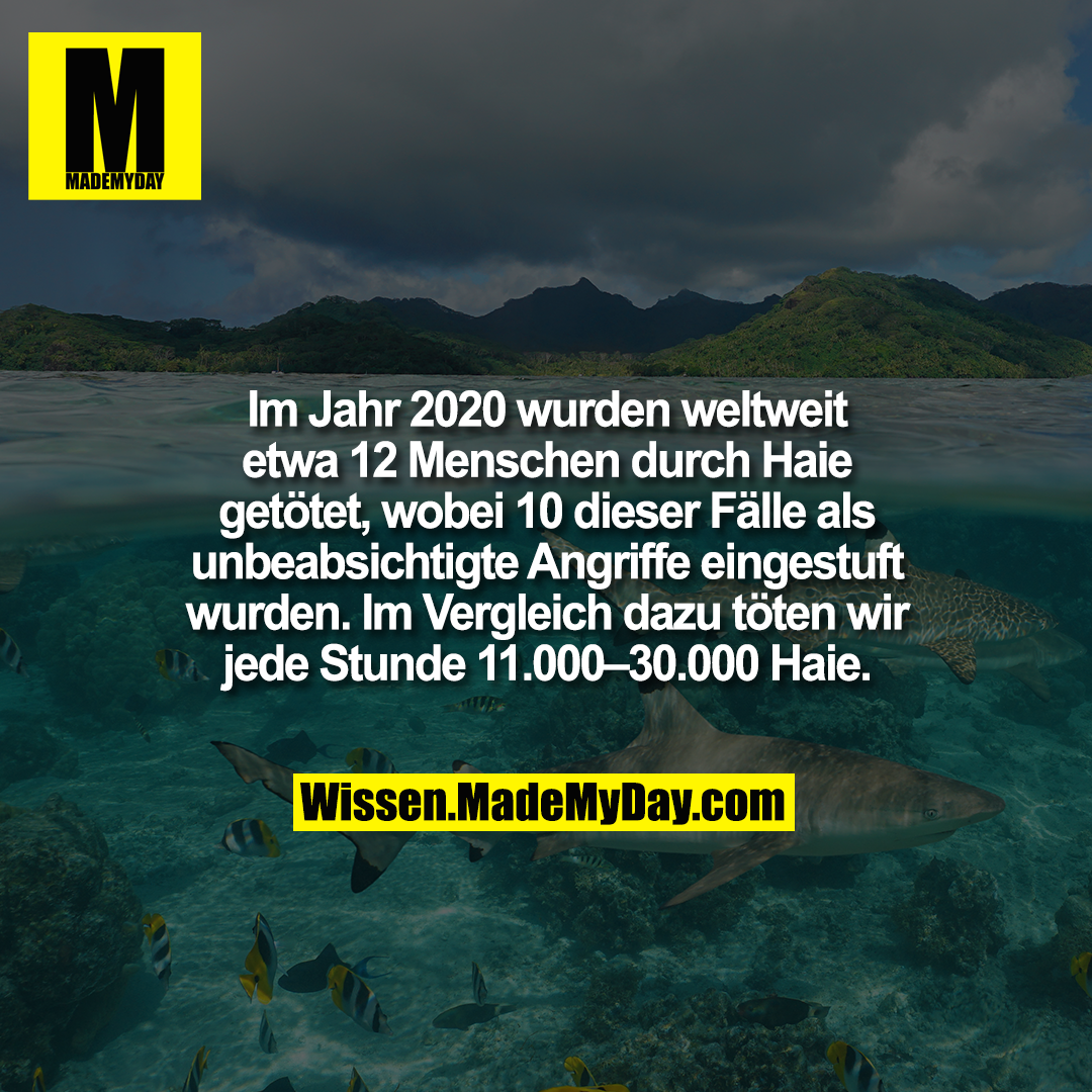 Im Jahr 2020 wurden weltweit etwa 12 Menschen durch Haie getötet, wobei 10 dieser Fälle als unbeabsichtigte Angriffe eingestuft wurden. Im Vergleich dazu töten wir jede Stunde 11.000–30.000 Haie.