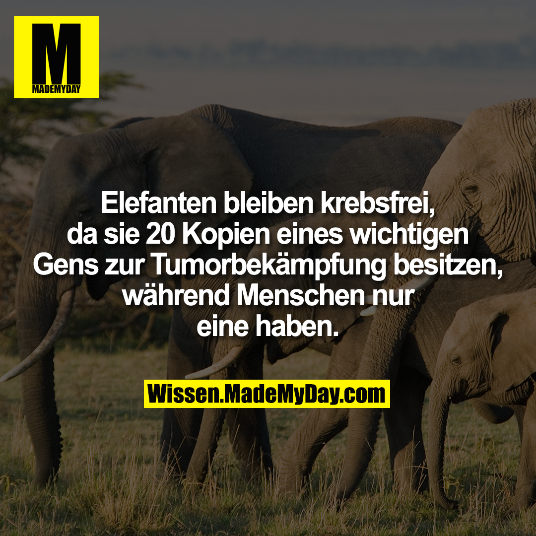 Elefanten bleiben krebsfrei, da sie 20 Kopien eines wichtigen Gens zur Tumorbekämpfung besitzen, während Menschen nur eine haben.