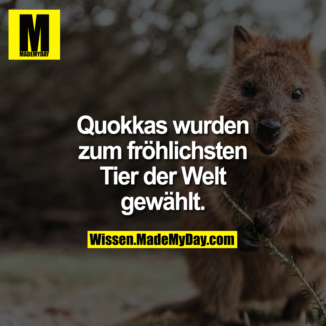 Quokkas wurden zum fröhlichsten Tier der Welt gewählt.