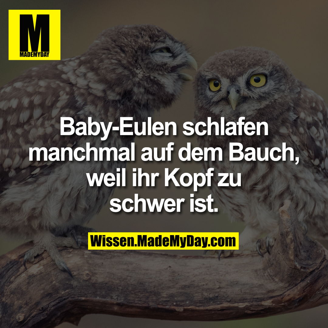 Baby-Eulen schlafen manchmal auf dem Bauch, weil ihr Kopf zu schwer ist.