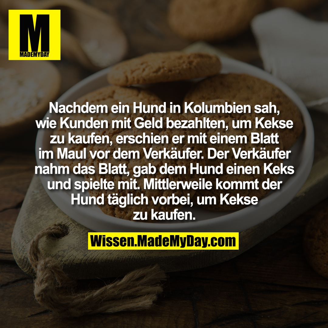 Nachdem ein Hund in Kolumbien sah, wie Kunden mit Geld bezahlten, um Kekse zu kaufen, erschien er mit einem Blatt im Maul vor dem Verkäufer. Der Verkäufer nahm das Blatt, gab dem Hund einen Keks und spielte mit. Mittlerweile kommt der Hund täglich vorbei, um Kekse zu kaufen.