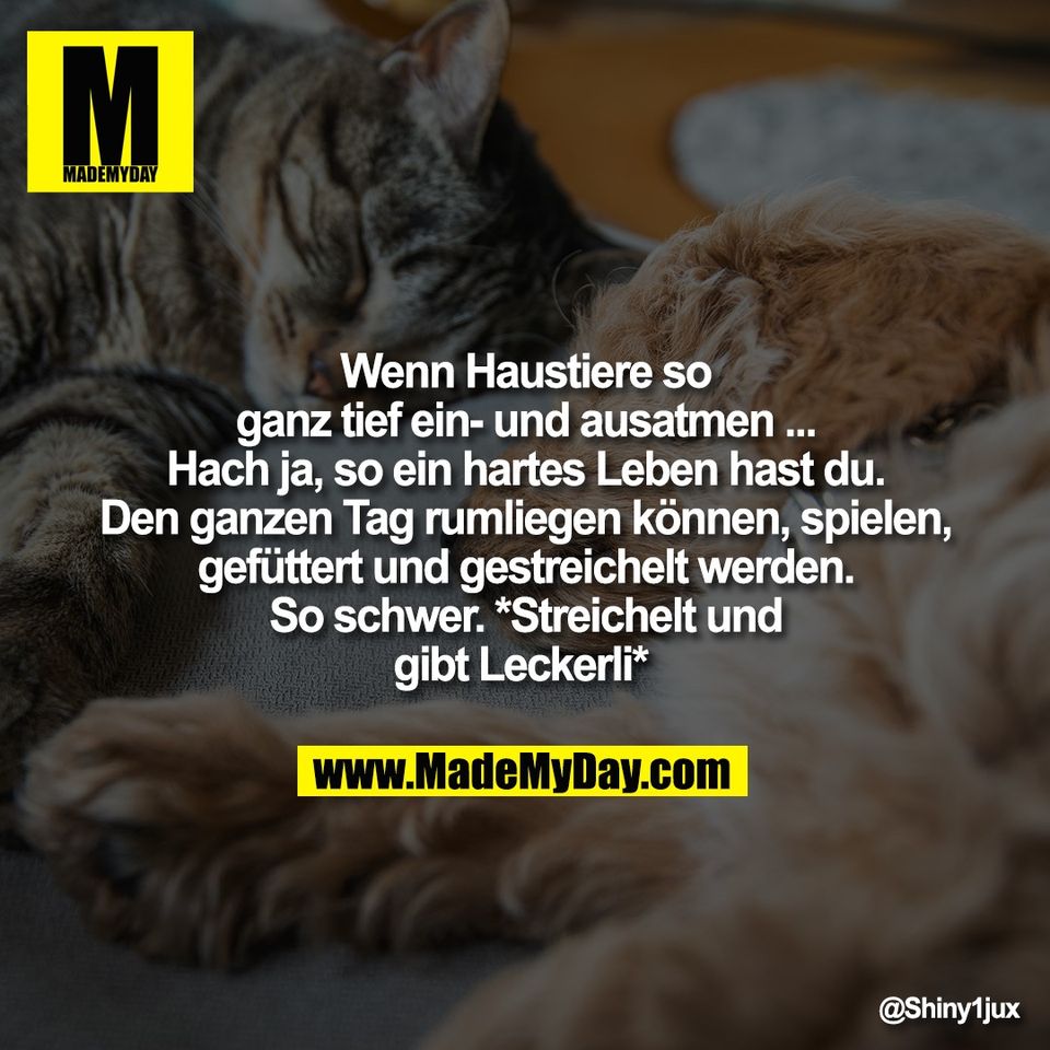 Wenn Haustiere so<br />
ganz tief ein- und ausatmen ...<br />
Hach ja, so ein hartes Leben hast du.<br />
Den ganzen Tag rumliegen können, spielen,<br />
gefüttert und gestreichelt werden.<br />
So schwer. *Streichelt und<br />
gibt Leckerli*