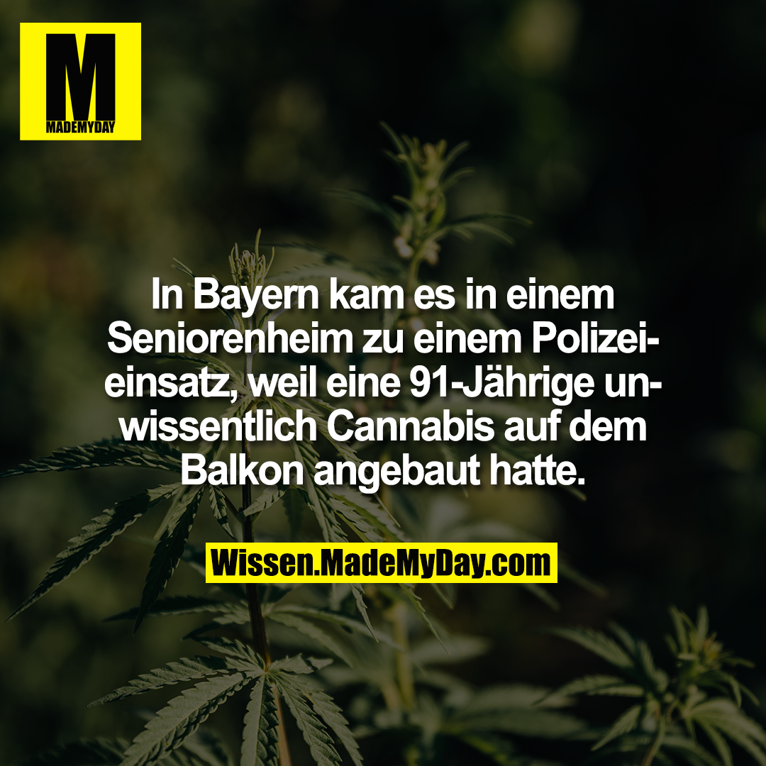 In Bayern kam es in einem Seniorenheim zu einem Polizeieinsatz, weil eine 91-Jährige unwissentlich Cannabis auf dem Balkon angebaut hatte.