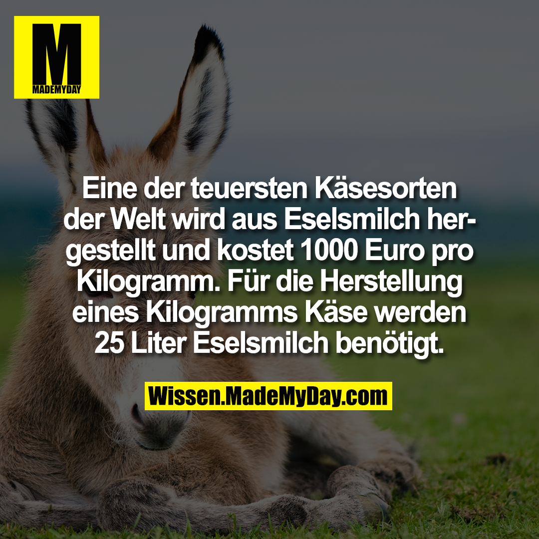 Eine der teuersten Käsesorten der Welt wird aus Eselsmilch hergestellt und kostet 1000 Euro pro Kilogramm. Für die Herstellung eines Kilogramms Käse werden 25 Liter Eselsmilch benötigt.