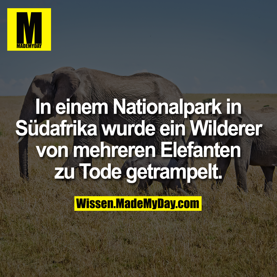 In einem Nationalpark in Südafrika wurde ein Wilderer von mehreren Elefanten zu Tode getrampelt.