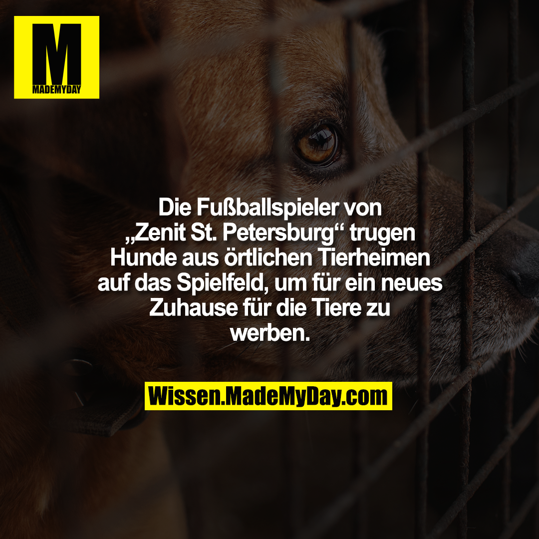 Die Fußballspieler von „Zenit St. Petersburg“ trugen Hunde aus örtlichen Tierheimen auf das Spielfeld, um für ein neues Zuhause für die Tiere zu werben.