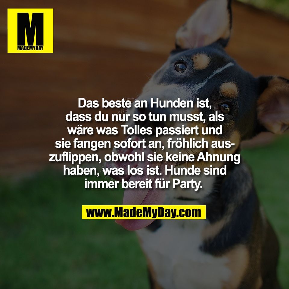 Das beste an Hunden ist,<br />
dass du nur so tun musst, als<br />
wäre was Tolles passiert und<br />
sie fangen sofort an, fröhlich aus-<br />
zuflippen, obwohl sie keine Ahnung<br />
haben, was los ist. Hunde sind<br />
immer bereit für Party. 