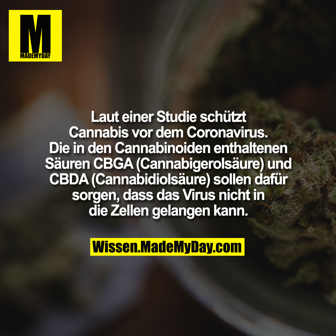 Laut einer Studie schützt Cannabis vor dem Coronavirus. Die in den Cannabinoiden enthaltenen Säuren CBGA (Cannabigerolsäure) und CBDA (Cannabidiolsäure) sollen dafür sorgen, dass das Virus nicht in die Zellen gelangen kann.
