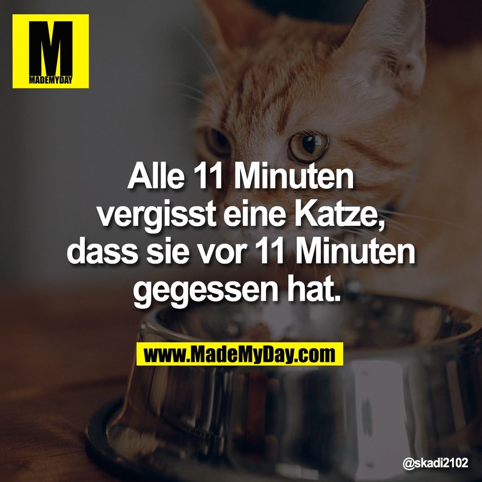 Alle 11 Minuten<br />
vergisst eine Katze,<br />
dass sie vor 11 Minuten<br />
gegessen hat.