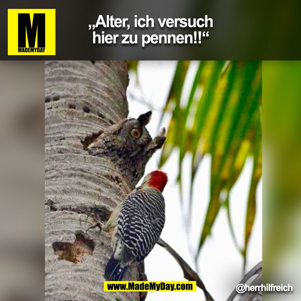 „Alter, ich versuch<br />
hier zu pennen!!“<br />
@herrhilfreich<br />
(BILD)