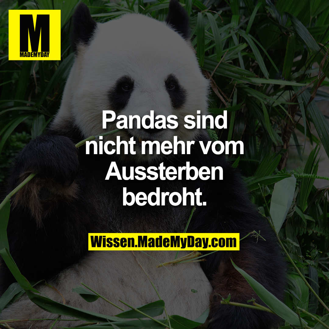 Pandas sind nicht mehr vom Aussterben bedroht.