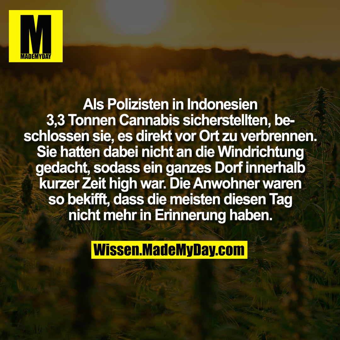 Als Polizisten in Indonesien 3,3 Tonnen Cannabis sicherstellten, beschlossen sie, es direkt vor Ort zu verbrennen. Sie hatten dabei nicht an die Windrichtung gedacht, sodass ein ganzes Dorf innerhalb kurzer Zeit high war. Die Anwohner waren so bekifft, dass die meisten diesen Tag nicht mehr in Erinnerung haben.