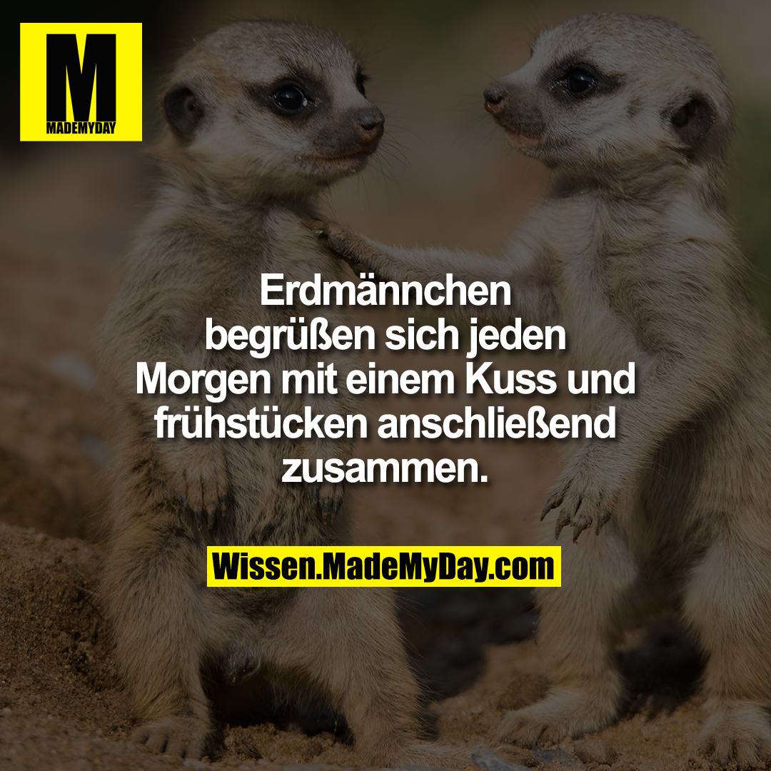 Erdmännchen begrüßen sich jeden Morgen mit einem Kuss und frühstücken anschließend zusammen.