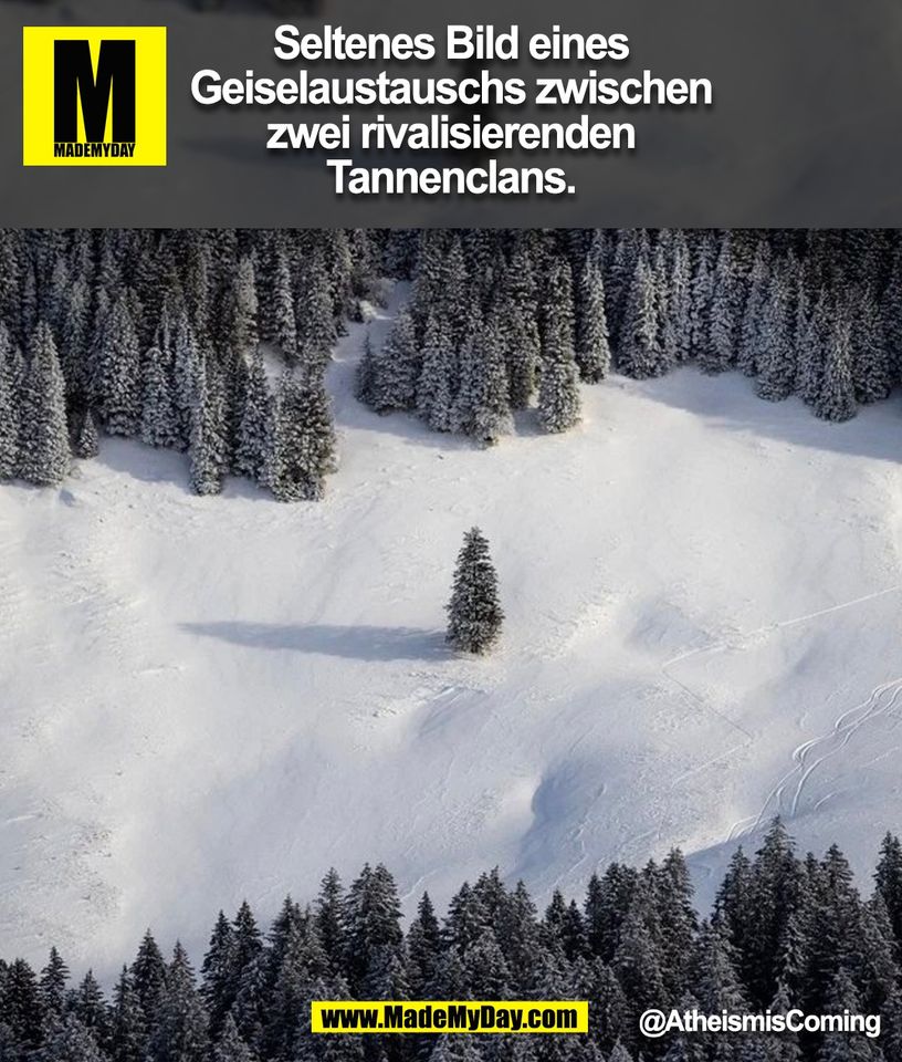 Seltenes Bild eines Geiselaustauschs zwischen zwei rivalisierenden Tannenclans. @AtheismisComing (BILD)