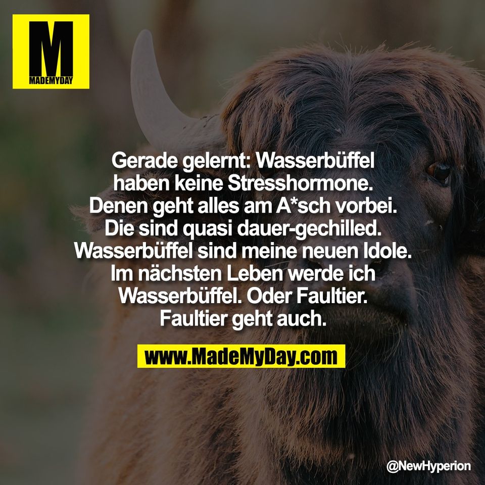 Gerade gelernt: Wasserbüffel<br />
haben keine Stresshormone.<br />
Denen geht alles am A*sch vorbei.<br />
Die sind quasi dauer-gechilled.<br />
Wasserbüffel sind meine neuen Idole.<br />
Im nächsten Leben werde ich<br />
Wasserbüffel. Oder Faultier.<br />
Faultier geht auch.