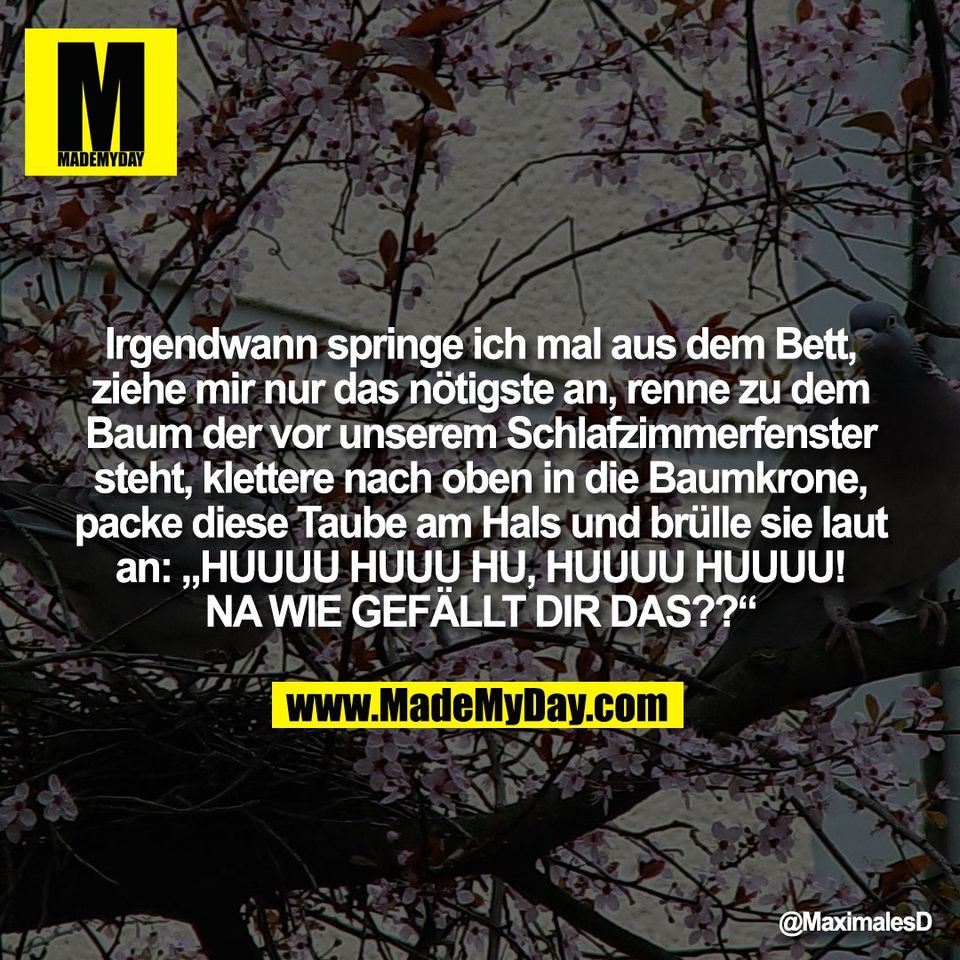 Irgendwann springe ich mal aus dem Bett,<br />
ziehe mir nur das nötigste an, renne zu dem<br />
Baum der vor unserem Schlafzimmerfenster<br />
steht, klettere nach oben in die Baumkrone,<br />
packe diese Taube am Hals und brülle sie laut<br />
an: „HUUUU HUUU HU, HUUUU HUUUU!<br />
NA WIE GEFÄLLT DIR DAS??“