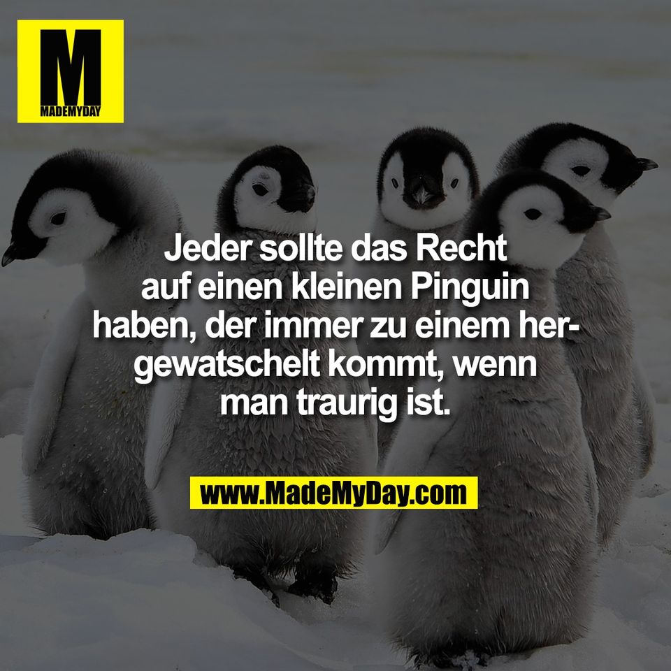 Jeder sollte das Recht<br />
auf einen kleinen Pinguin<br />
haben, der immer zu einem her-<br />
gewatschelt kommt, wenn<br />
man traurig ist.
