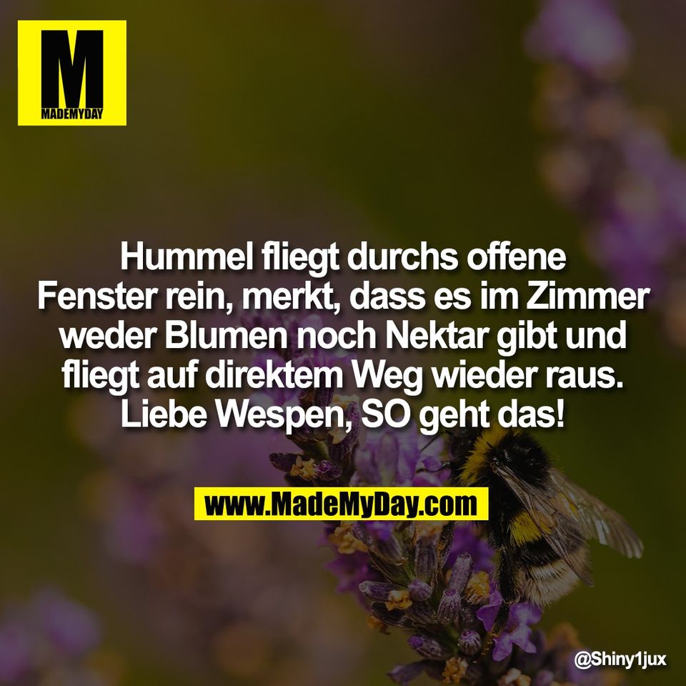 Hummel fliegt durchs offene<br />
Fenster rein, merkt, dass es im Zimmer<br />
weder Blumen noch Nektar gibt und<br />
fliegt auf direktem Weg wieder raus.<br />
Liebe Wespen, SO geht das!