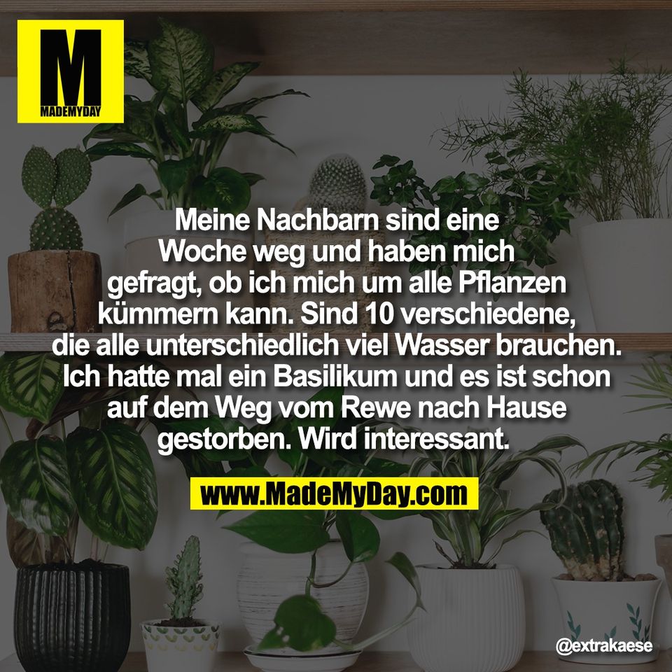 Meine Nachbarn sind eine<br />
Woche weg und haben mich<br />
gefragt, ob ich mich um alle Pflanzen<br />
kümmern kann. Sind 10 verschiedene,<br />
die alle unterschiedlich viel Wasser brauchen.<br />
Ich hatte mal ein Basilikum und es ist schon<br />
auf dem Weg vom Rewe nach Hause<br />
gestorben. Wird interessant.