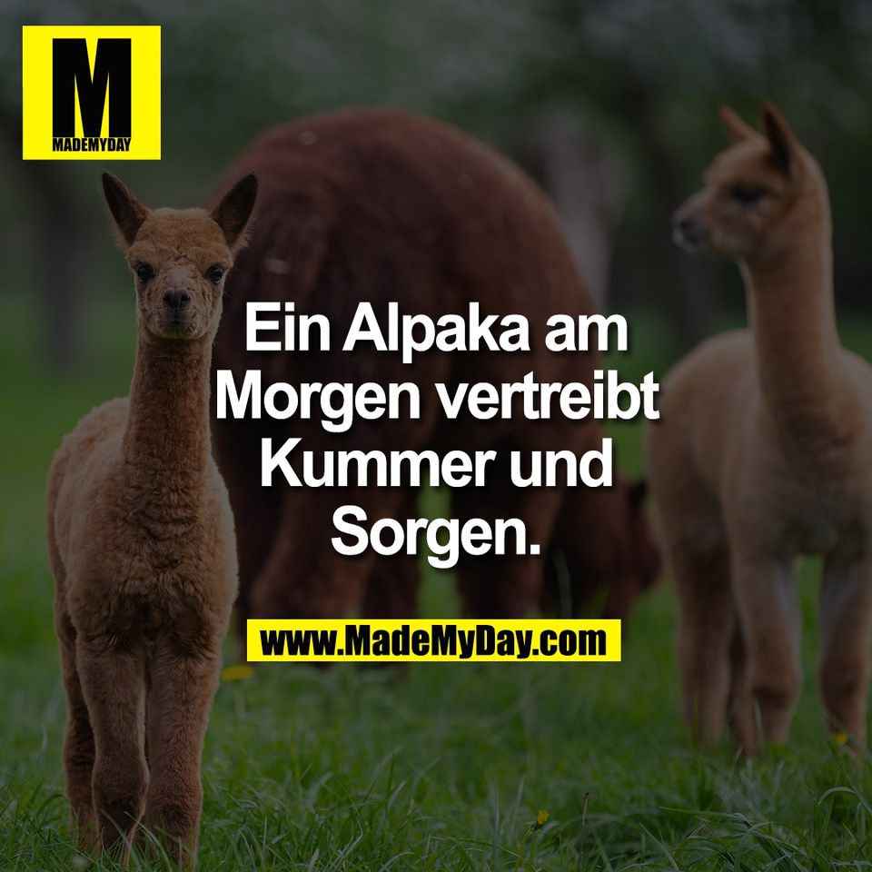 Ein Alpaka am<br />
Morgen vertreibt<br />
Kummer und<br />
Sorgen.