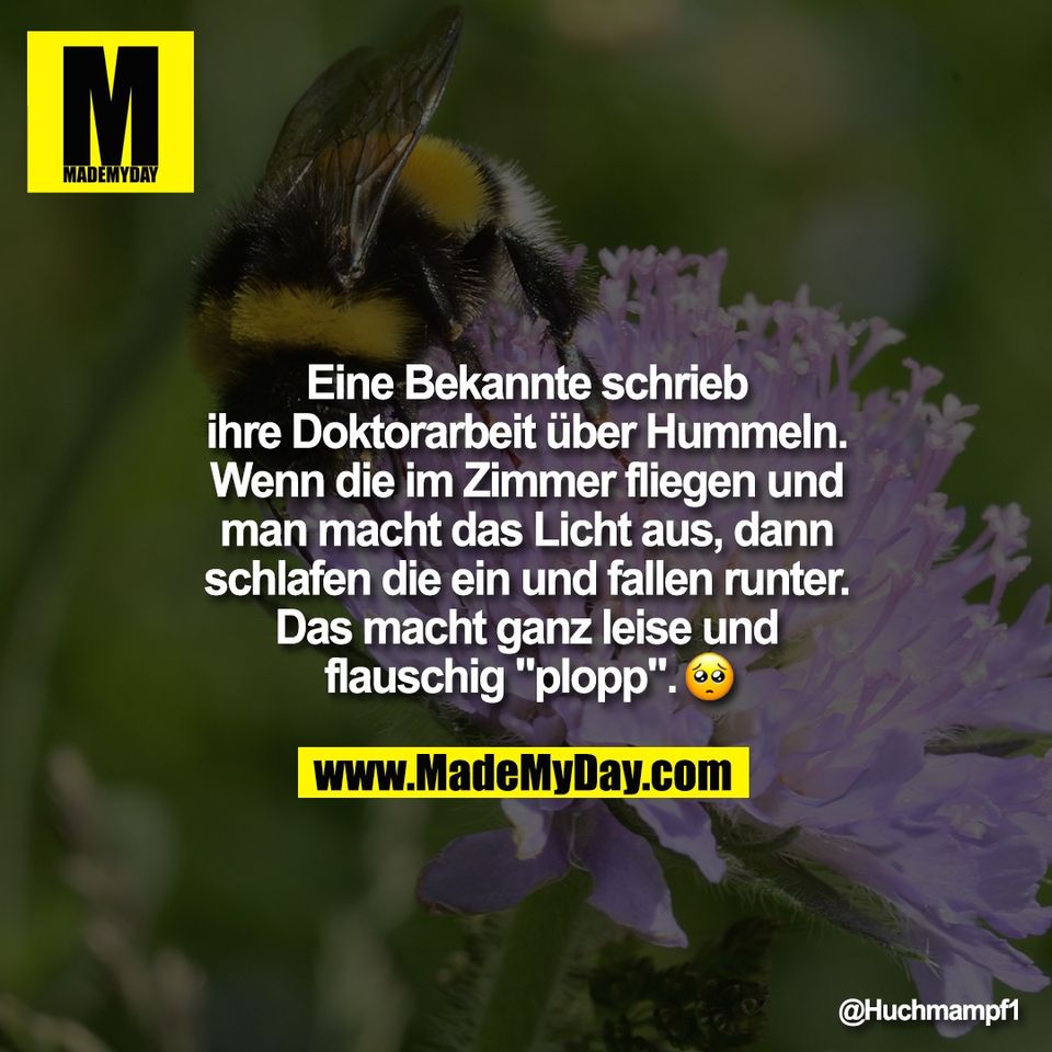 Eine Bekannte schrieb<br />
ihre Doktorarbeit über Hummeln.<br />
Wenn die im Zimmer fliegen und<br />
man macht das Licht aus, dann<br />
schlafen die ein und fallen runter.<br />
Das macht ganz leise und<br />
flauschig ""plopp"". 🥺