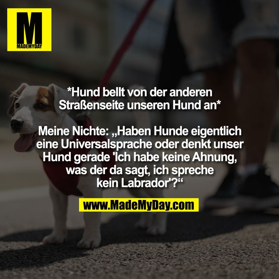 *Hund bellt von der anderen<br />
Straßenseite unseren Hund an*<br />
<br />
Meine Nichte: „Haben Hunde eigentlich<br />
eine Universalsprache oder denkt unser<br />
Hund gerade 'Ich habe keine Ahnung,<br />
was der da sagt, ich spreche<br />
kein Labrador'?“