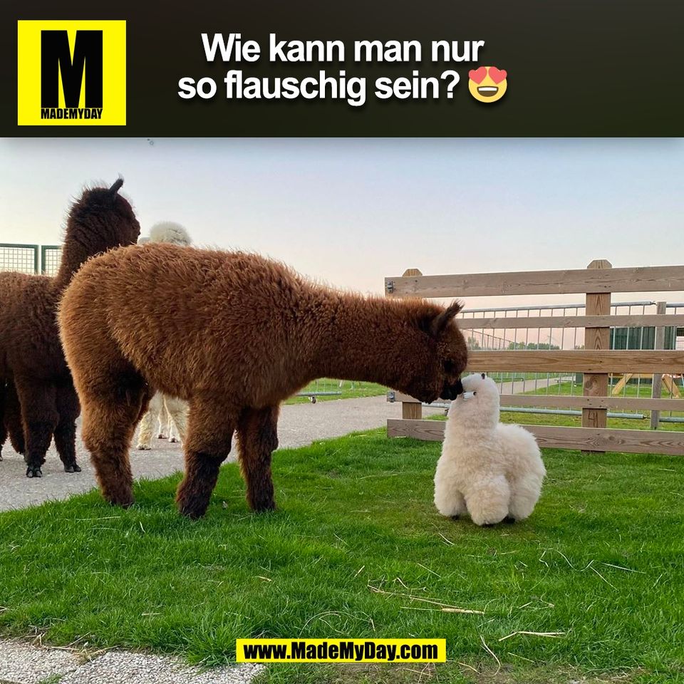 Wie kann man nur<br />
so flauschig sein? 😍<br />
(BILD)
