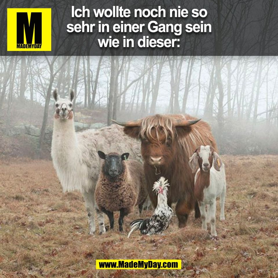 Ich wollte noch nie so<br />
sehr in einer Gang sein<br />
wie in dieser:<br />
(BILD)