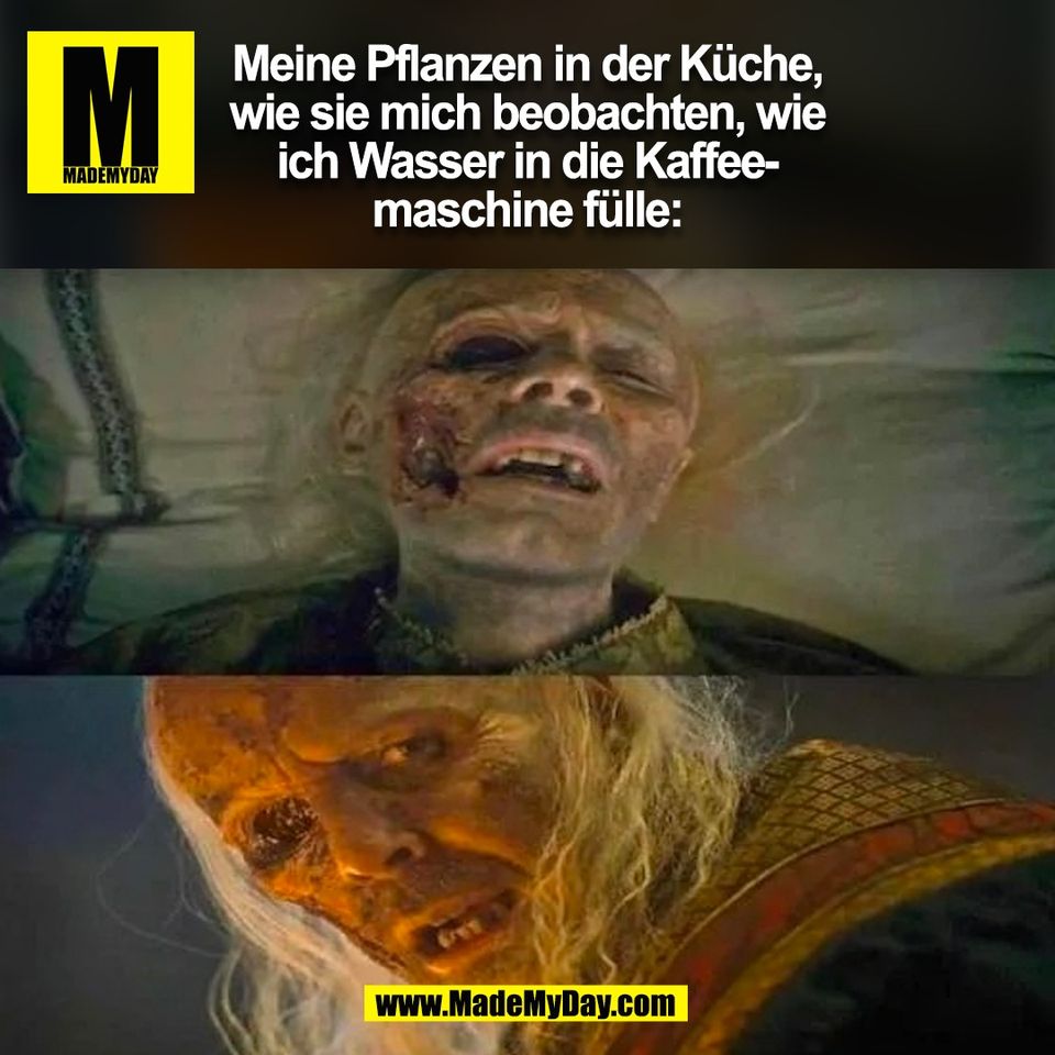 Meine Pflanzen in der Küche,<br />
wie sie mich beobachten, wie<br />
ich Wasser in die Kaffee-<br />
maschine fülle: