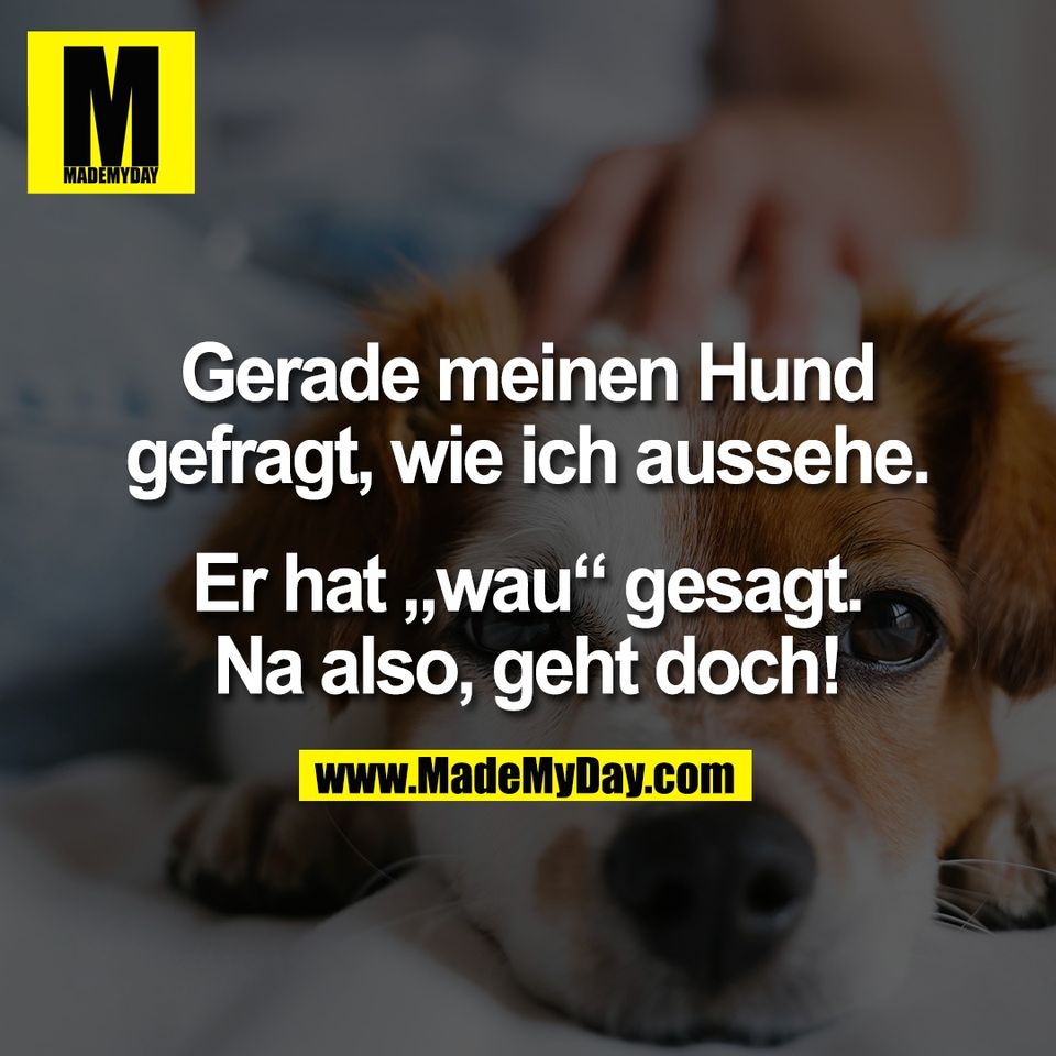 Gerade meinen Hund<br />
gefragt, wie ich aussehe.<br />
<br />
Er hat „wau“ gesagt.<br />
Na also, geht doch!