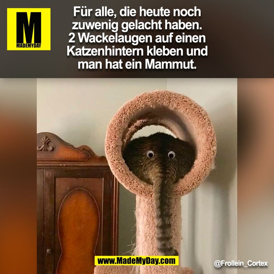 Für alle, die heute noch<br />
zuwenig gelacht haben.<br />
2 Wackelaugen auf einen<br />
Katzenhintern kleben und<br />
man hat ein Mammut.<br />
@Frollein_Cortex<br />
(BILD)