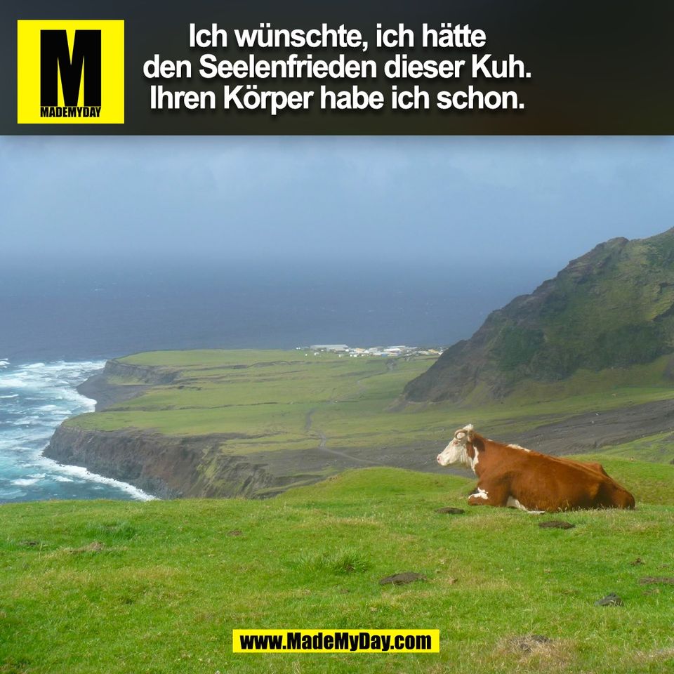 Ich wünschte, ich hätte<br />
den Seelenfrieden dieser Kuh.<br />
Ihren Körper habe ich schon.<br />
(BILD)