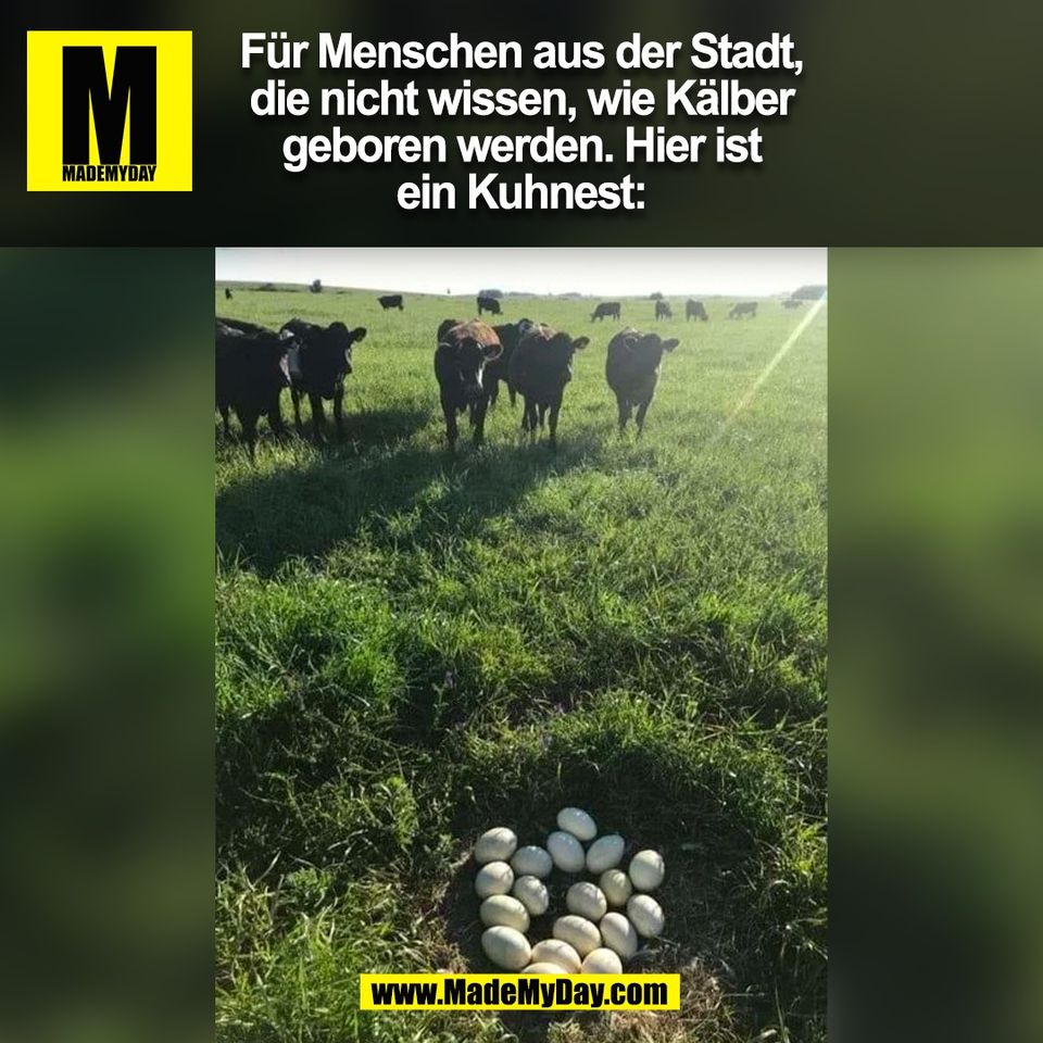 Für Menschen aus der Stadt,<br />
die nicht wissen, wie Kälber<br />
geboren werden. Hier ist<br />
ein Kuhnest:<br />
(BILD)