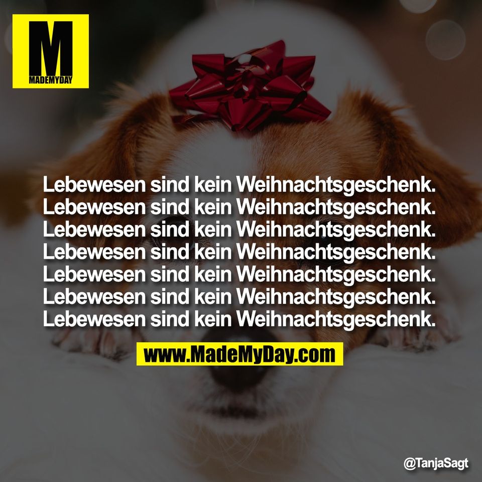 Lebewesen sind kein Weihnachtsgeschenk. <br />
Lebewesen sind kein Weihnachtsgeschenk. <br />
Lebewesen sind kein Weihnachtsgeschenk. <br />
Lebewesen sind kein Weihnachtsgeschenk. <br />
Lebewesen sind kein Weihnachtsgeschenk. <br />
Lebewesen sind kein Weihnachtsgeschenk. <br />
Lebewesen sind kein Weihnachtsgeschenk.