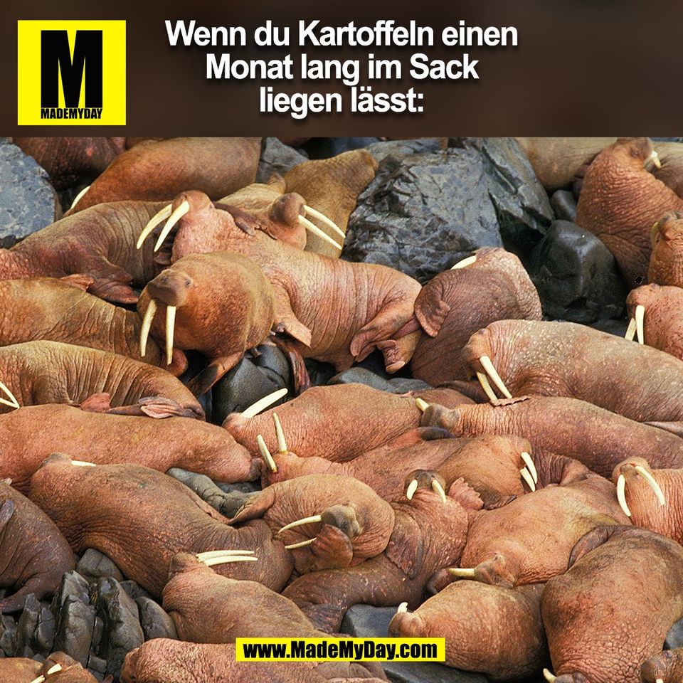 Wenn du Kartoffeln einen<br />
Monat lang im Sack<br />
liegen lässt:<br />
(BILD)