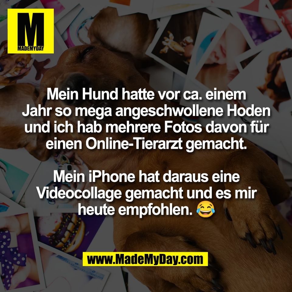 Mein Hund hatte vor ca. einem<br />
Jahr so mega angeschwollene Hoden<br />
und ich hab mehrere Fotos davon für<br />
einen Online-Tierarzt gemacht.<br />
<br />
Mein iPhone hat daraus eine<br />
Videocollage gemacht und es mir<br />
heute empfohlen. 😂