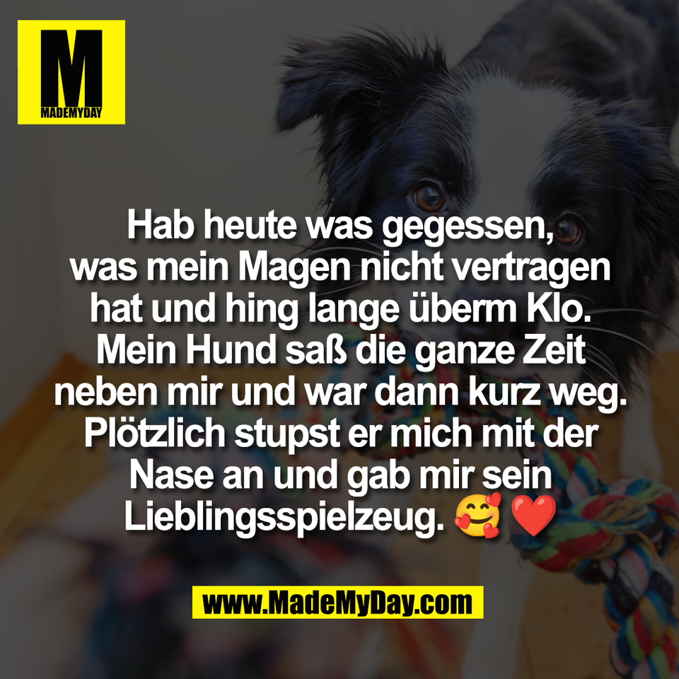Hab heute was gegessen,<br />
was mein Magen nicht vertragen<br />
hat und hing lange überm Klo.<br />
Mein Hund saß die ganze Zeit<br />
neben mir und war dann kurz weg.<br />
Plötzlich stupst er mich mit der<br />
Nase an und gab mir sein<br />
Lieblingsspielzeug. 🥰 ❤️