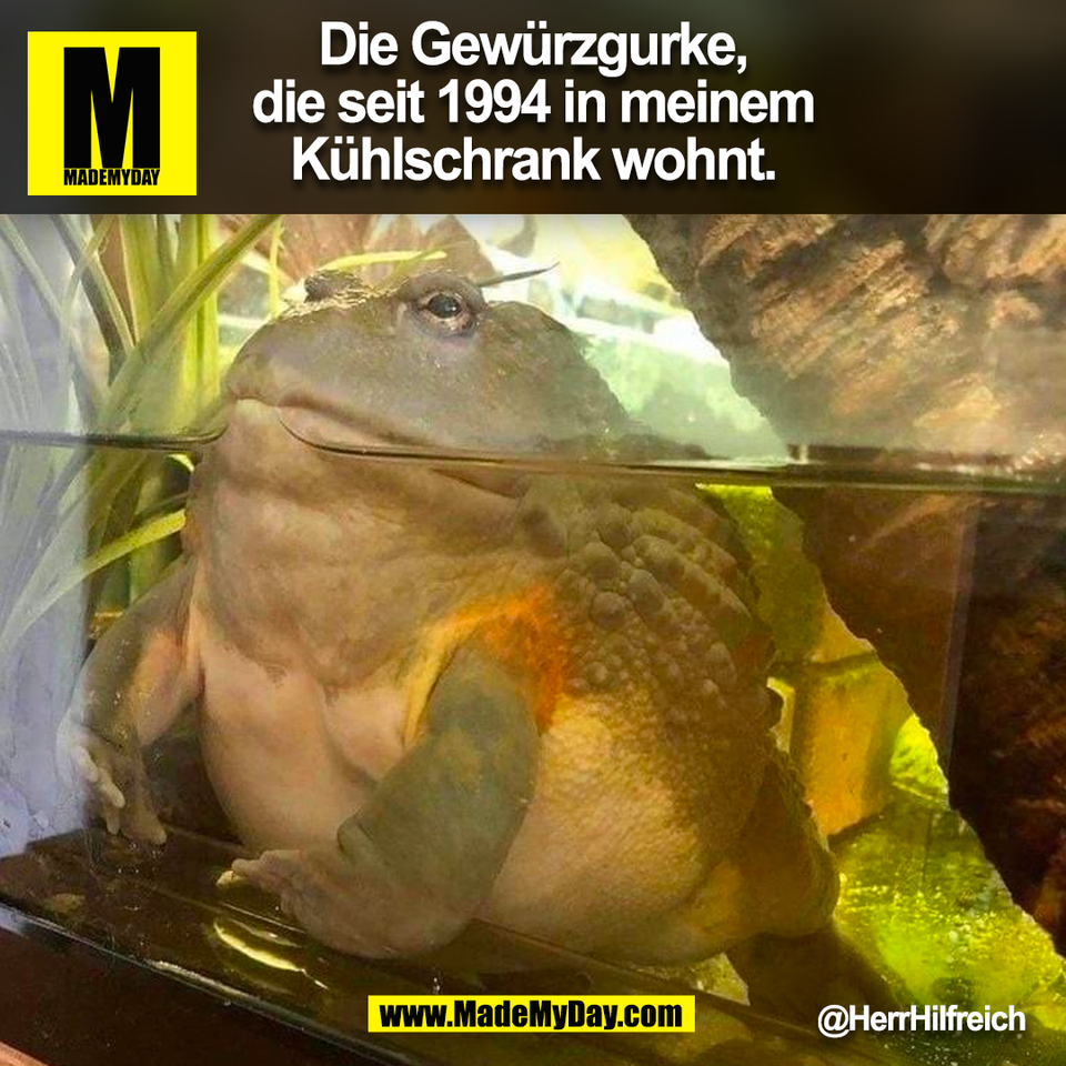 Die Gewürzgurke,<br />
die seit 1994 in meinem<br />
Kühlschrank wohnt.<br />
<br />
@HerrHilfreich<br />
<br />
(BILD)