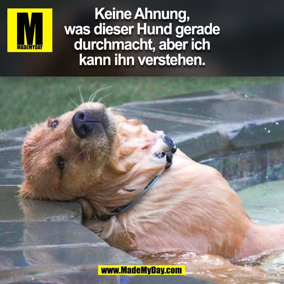 Keine Ahnung,<br />
was dieser Hund gerade<br />
durchmacht, aber ich<br />
kann ihn verstehen.<br />
(BILD)