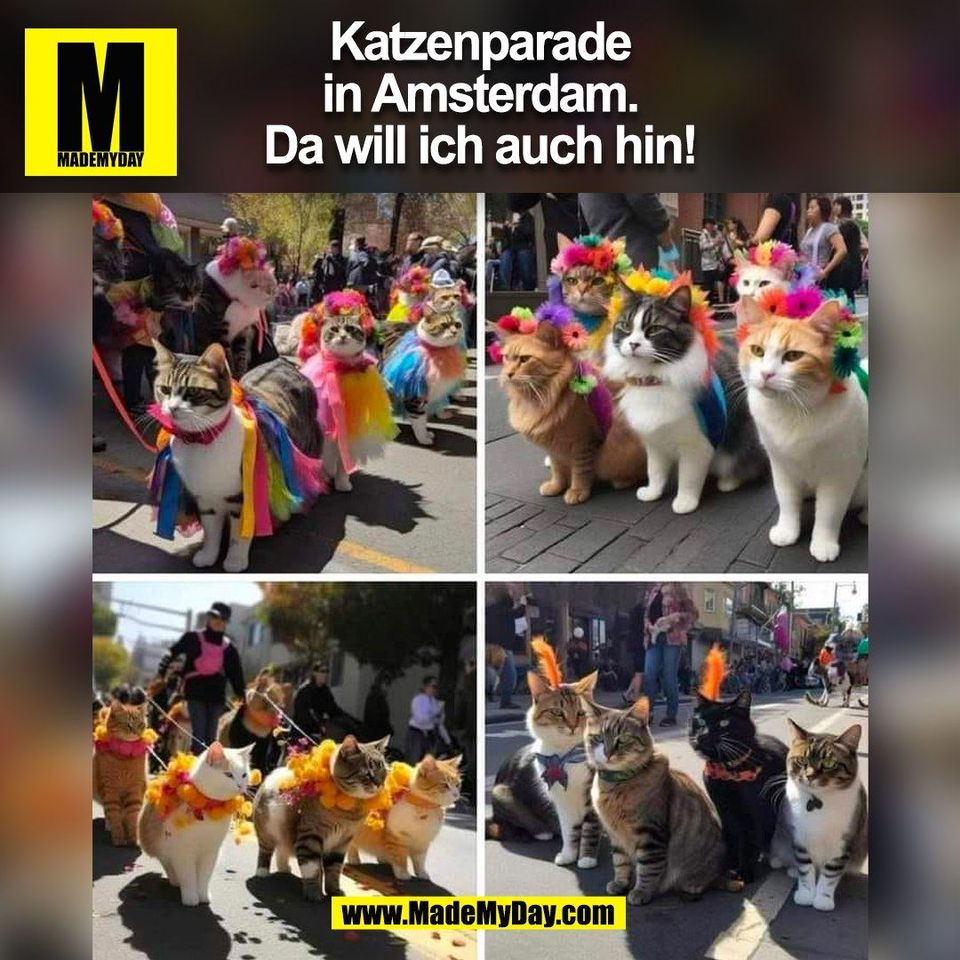 Katzenparade<br />
in Amsterdam.<br />
Da will ich auch hin!<br />
(BILD)