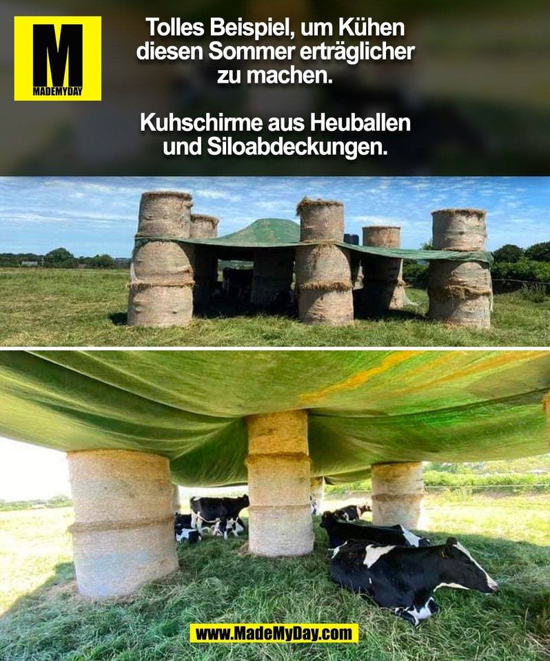 Tolles Beispiel, um Kühen<br />
diesen Sommer erträglicher<br />
zu machen.<br />
<br />
Kuhschirme aus Heuballen<br />
und Siloabdeckungen.<br />
(BILD)