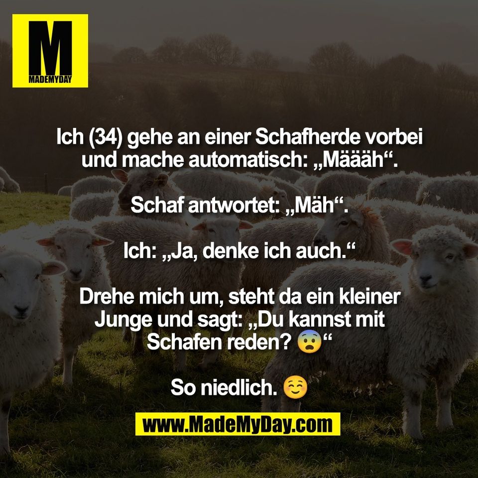 Ich (34) gehe an einer Schafherde vorbei<br />
und mache automatisch: „Määäh“.<br />
<br />
Schaf antwortet: „Mäh“.<br />
<br />
Ich: „Ja, denke ich auch.“<br />
<br />
Drehe mich um, steht da ein kleiner<br />
Junge und sagt: „Du kannst mit<br />
Schafen reden? 😨“<br />
<br />
So niedlich. ☺️