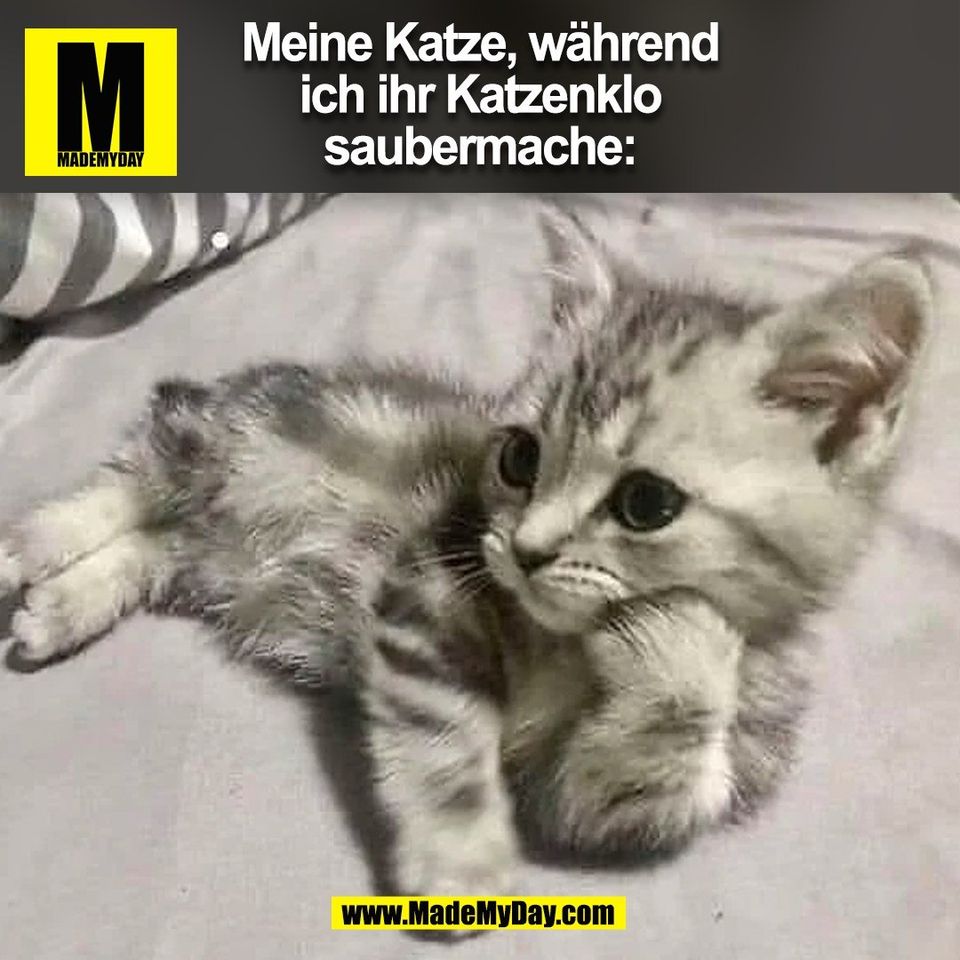 Meine Katze, während<br />
ich ihr Katzenklo<br />
saubermache:<br />
(BILD)
