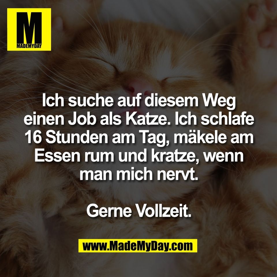 Ich suche auf diesem Weg<br />
einen Job als Katze. Ich schlafe<br />
16 Stunden am Tag, mäkele am<br />
Essen rum und kratze, wenn<br />
man mich nervt.<br />
<br />
Gerne Vollzeit.