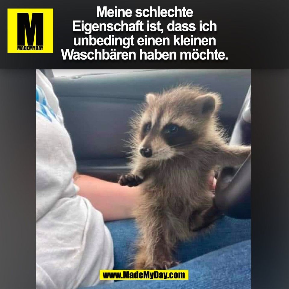 Meine schlechte<br />
Eigenschaft ist, dass ich<br />
unbedingt einen kleinen<br />
Waschbären haben möchte.<br />
(BILD)