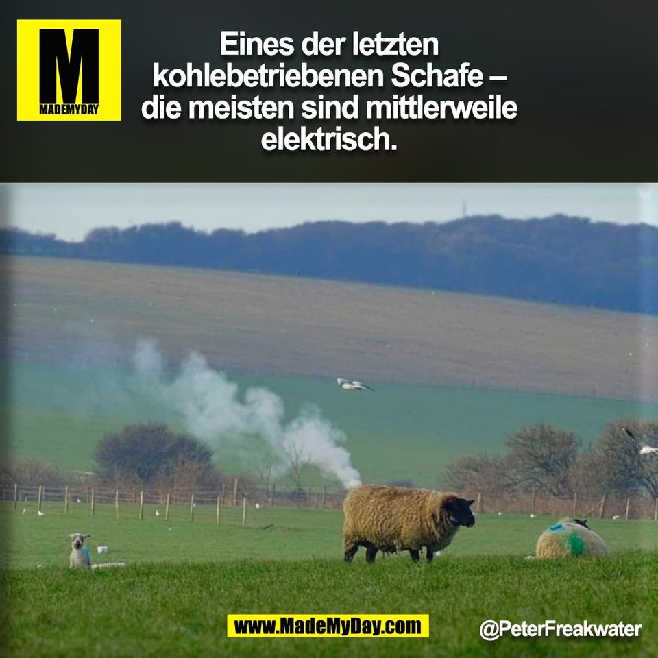 Eines der letzten<br />
kohlebetriebenen Schafe –<br />
die meisten sind mittlerweile<br />
elektrisch.<br />
<br />
@PeterFreakwater<br />
<br />
(BILD)