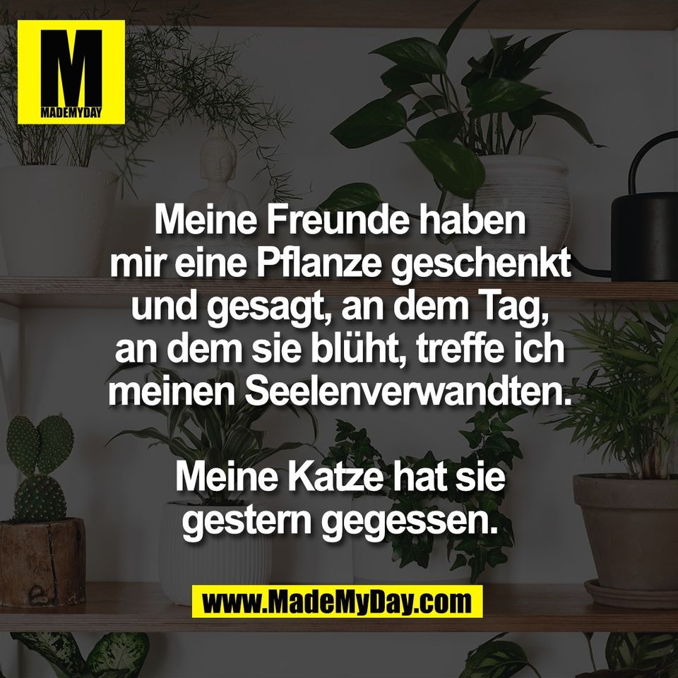 Meine Freunde haben<br />
mir eine Pflanze geschenkt<br />
und gesagt, an dem Tag,<br />
an dem sie blüht, treffe ich<br />
meinen Seelenverwandten.<br />
<br />
Meine Katze hat sie<br />
gestern gegessen.