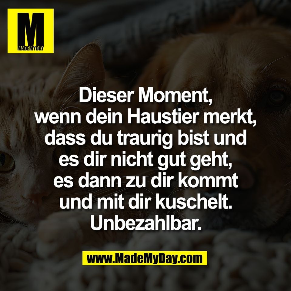 Dieser Moment,<br />
wenn dein Haustier merkt,<br />
dass du traurig bist und<br />
es dir nicht gut geht,<br />
es dann zu dir kommt<br />
und mit dir kuschelt.<br />
Unbezahlbar.