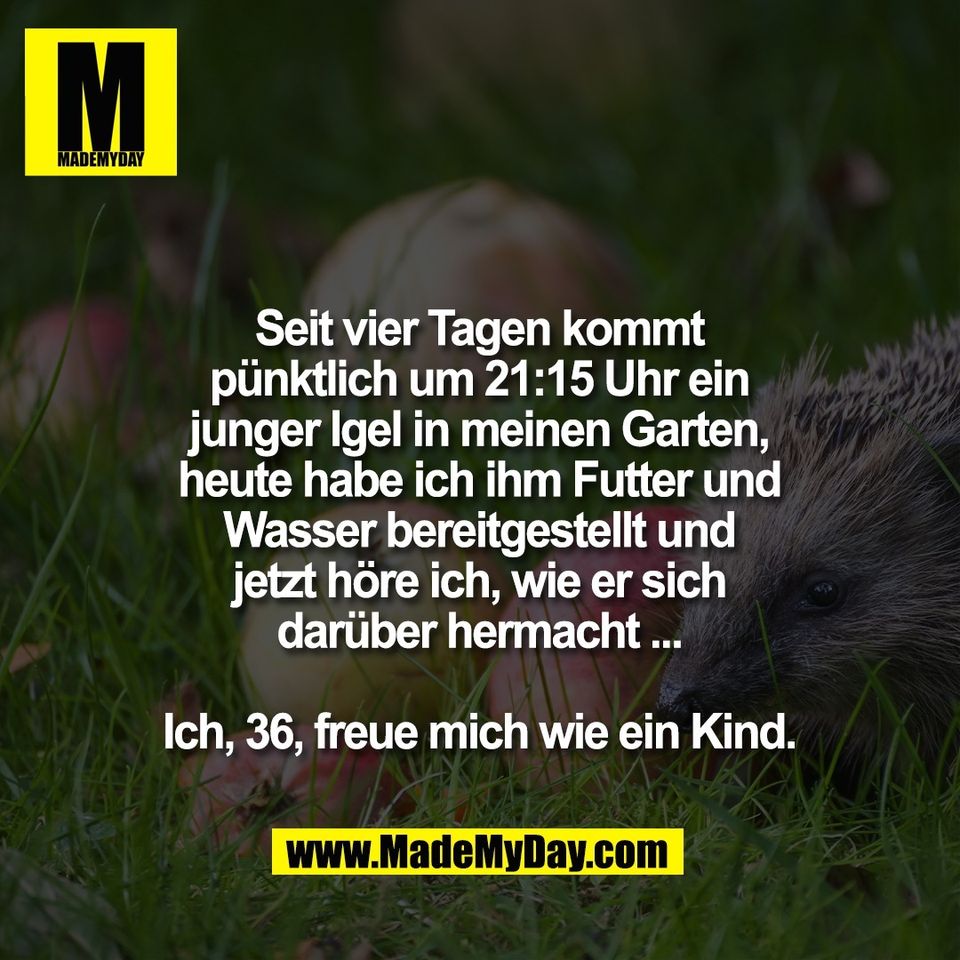 Seit vier Tagen kommt<br />
pünktlich um 21:15 Uhr ein<br />
junger Igel in meinen Garten,<br />
heute habe ich ihm Futter und<br />
Wasser bereitgestellt und<br />
jetzt höre ich, wie er sich<br />
darüber hermacht ...<br />
<br />
Ich, 36, freue mich wie ein Kind.